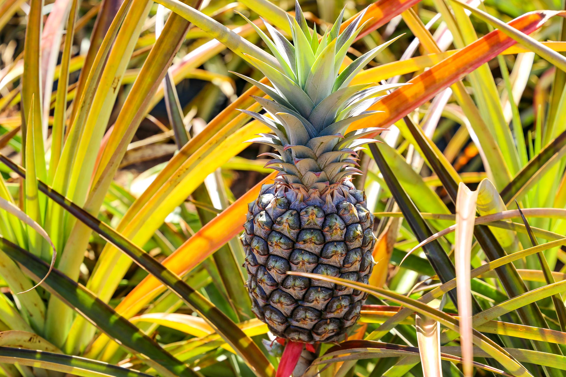 pineapple guice BORN IN HAWAII サイズ M - Tシャツ